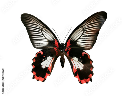 Beautiful black-red butterfly Papilio Rumanzovia with spread wings isolated on white background. Macro. photo