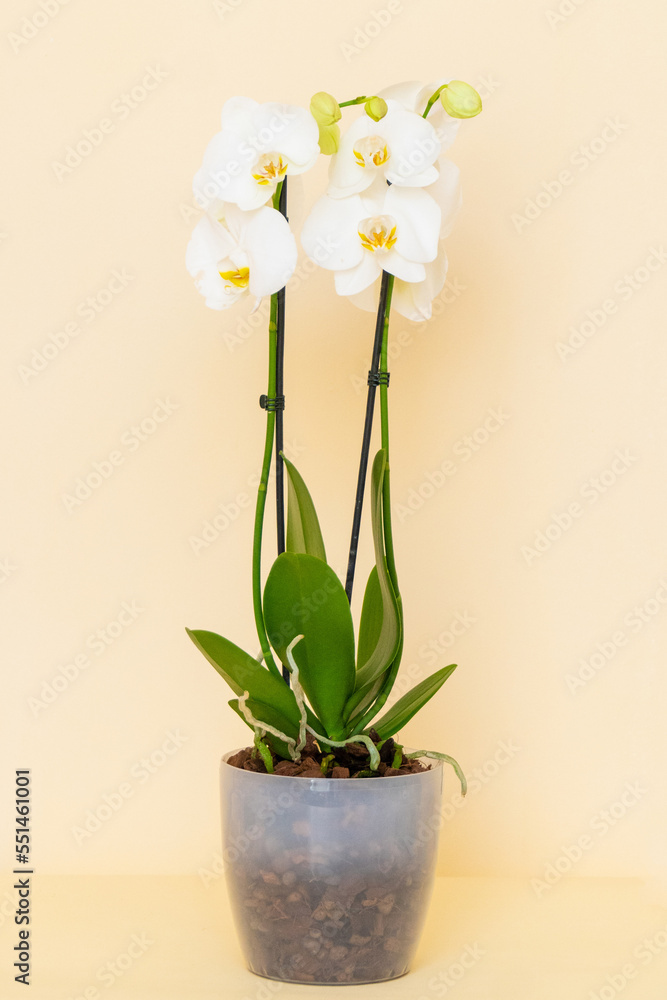 Homemade potted plant on a white and yellow background Homemade potted plant on a white and yellow background