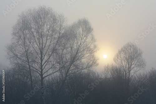 Foggy morning in winter forest landscape photo. Beautiful nature scenery photography with trees on background. Idyllic scene. High quality picture for wallpaper, travel blog, magazine, article