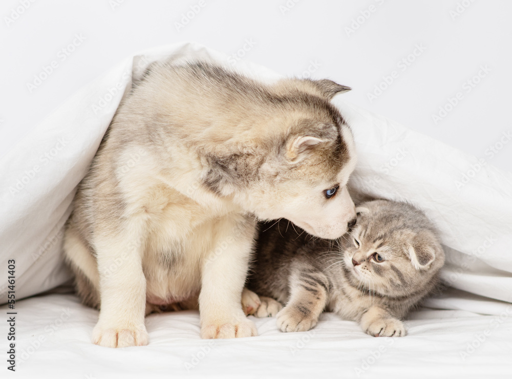 A husky puppy with blue eyes lies under the covers on the bed next to a tabby kitten of the Scottish breed who waves its paw at him. Kitten attacking a puppy at home