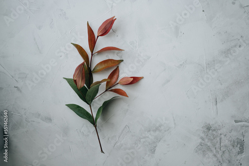 A branch of Syzygium formosanum a white background photo