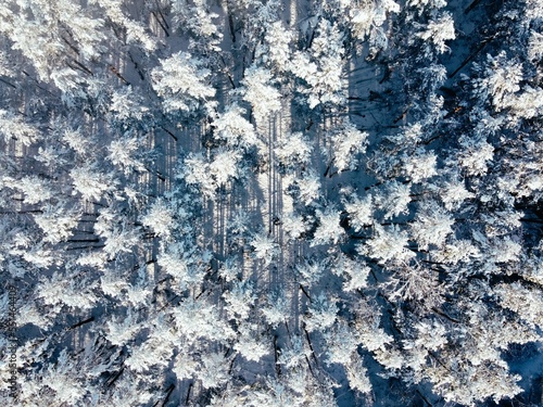 pine trees in the snow from above