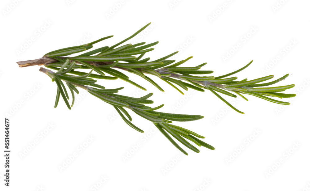 rosemary branch isolated rosemary branch isolated