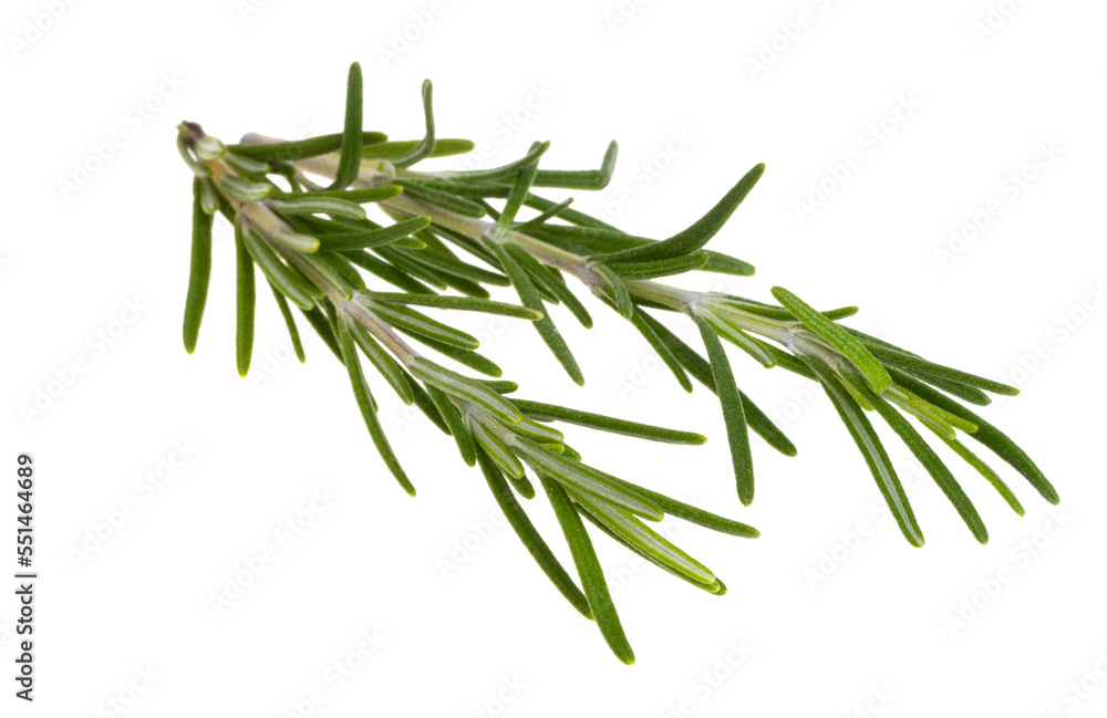 rosemary branch isolated rosemary branch isolated