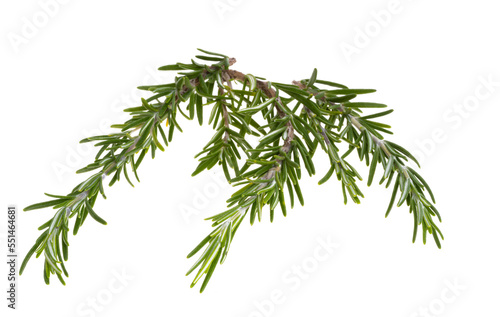 rosemary branch isolated