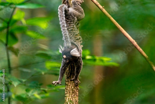 Marmoset monkey on a tree in the wild