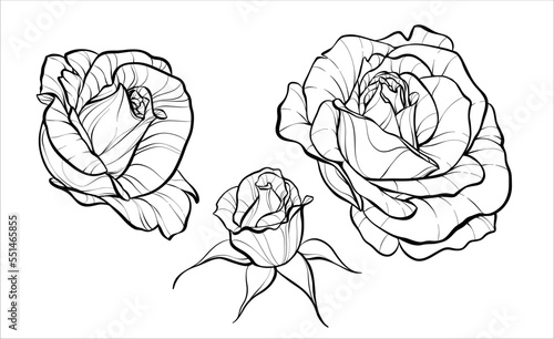Set. Flower buds. Roses. Illustration sketch in black and white style. Vector.
