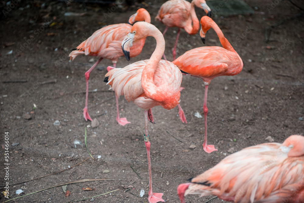Pink flamingos against green background in the Hangzhou Zoo Pink flamingos against green background in the Hangzhou Zoo