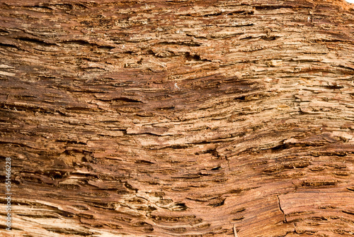 Natural bark interior texture