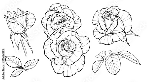 Set. Flower buds and leaves. Roses. Illustration sketch in black and white style. Vector.
