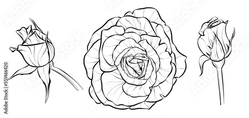 Set. Three roses, a closed bud and an open flower. Illustration sketch in black and white style. Vector.