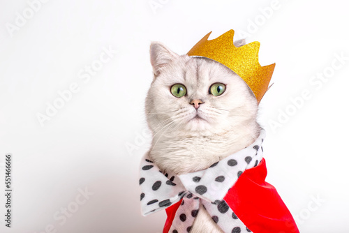 Tablou pe pânză Charming white cat in a golden crown and red robe, sitting on a white background