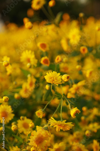 yellow flowers in the garden