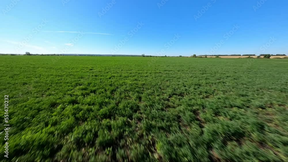 Cinematic aerial shot of green field at summer sunny day with blue sky on background, flying up at end and showing panorama. FPV drone aerial view of agricultural area and wavy fields, slow motion. Cinematic aerial shot of green field at summer sunny day with blue sky on background, flying up at end and showing panorama. FPV drone aerial view of agricultural area and wavy fields, slow motion.
