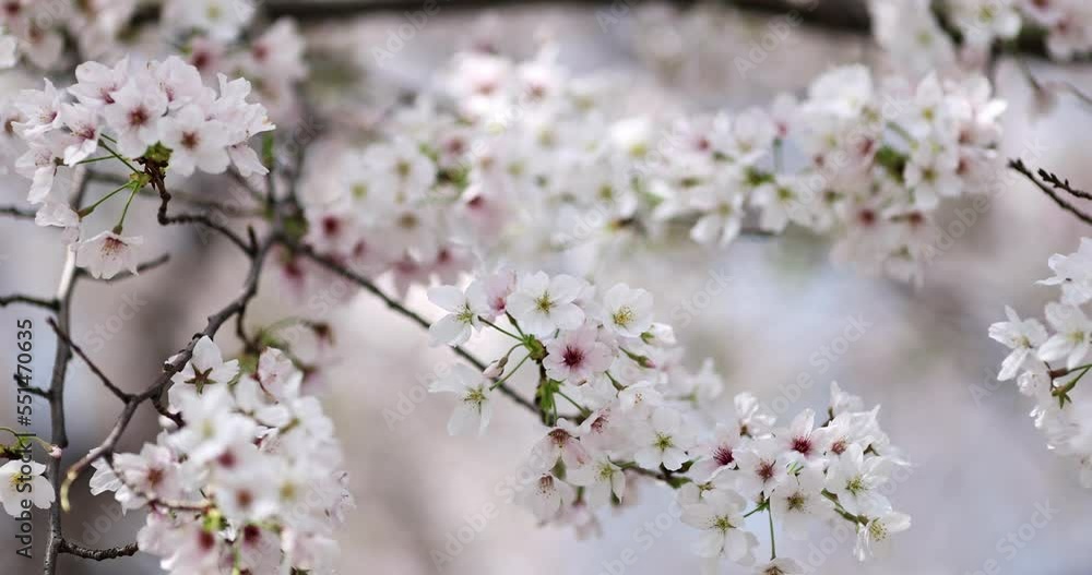 Blooming Cherry branch with white flowers at spring park in China or Japan at sunny day. Selective focus. 4k Slow motion Blooming Cherry branch with white flowers at spring park in China or Japan at sunny day. Selective focus. 4k Slow motion