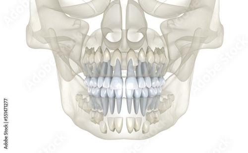 Baby primary teeth. Medically accurate dental 3D illustration