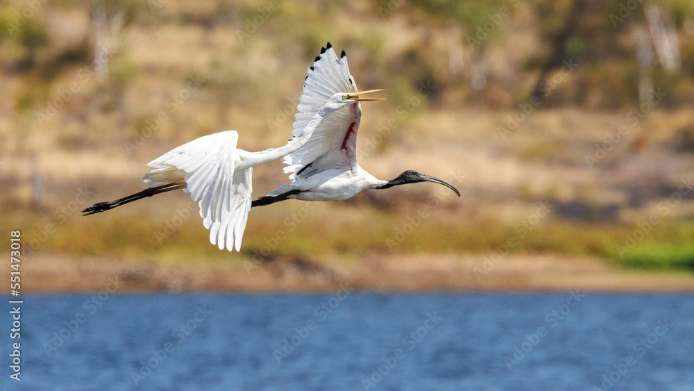 Egret and Ibis in flight over Lake Moondarra, Mount Isa Queensland, Australia Egret and Ibis in flight over Lake Moondarra, Mount Isa Queensland, Australia