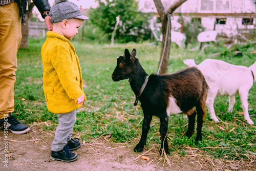 Little cute farm 2 years old boy, wearing autumn yellow coat and a cap feeding the chickens and the goat, cavy, rabbits in the countryside. Concept of friendship between children and animals © dashamuller