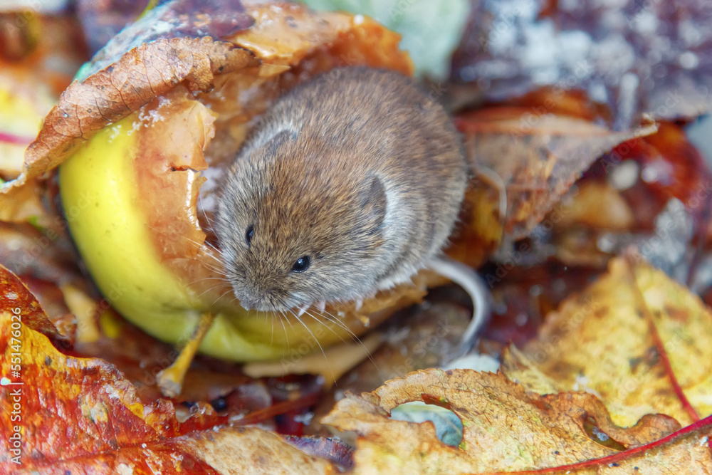 Horticulture. Voles feed on apples fallen from tree in garden until