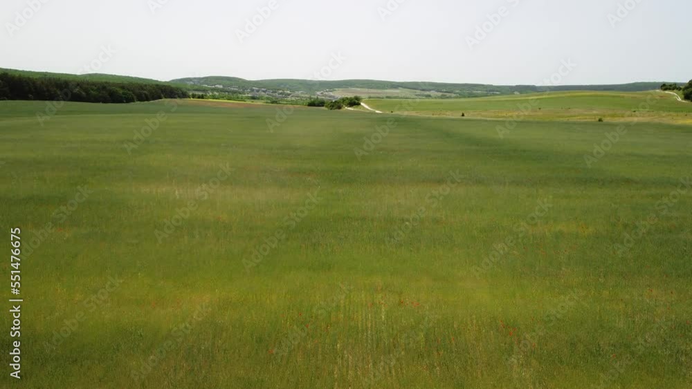 Aerial view on green wheat field in countryside. Field of wheat blowing in the wind like green sea. Young and green Spikelets. Ears of barley crop in nature. Agronomy, industry and food production. Aerial view on green wheat field in countryside. Field of wheat blowing in the wind like green sea. Young and green Spikelets. Ears of barley crop in nature. Agronomy, industry and food production.