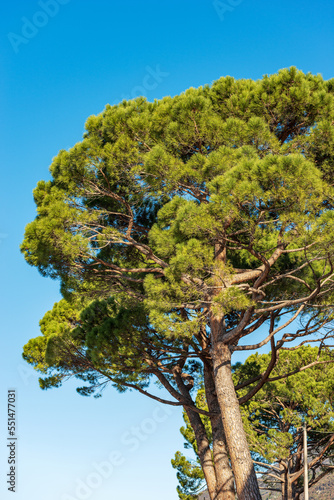 Close-up of green maritime pines against a clear blue sky. Mediterranean region, coast of Lake Garda, Verona province, Veneto, Italy, southern Europe.