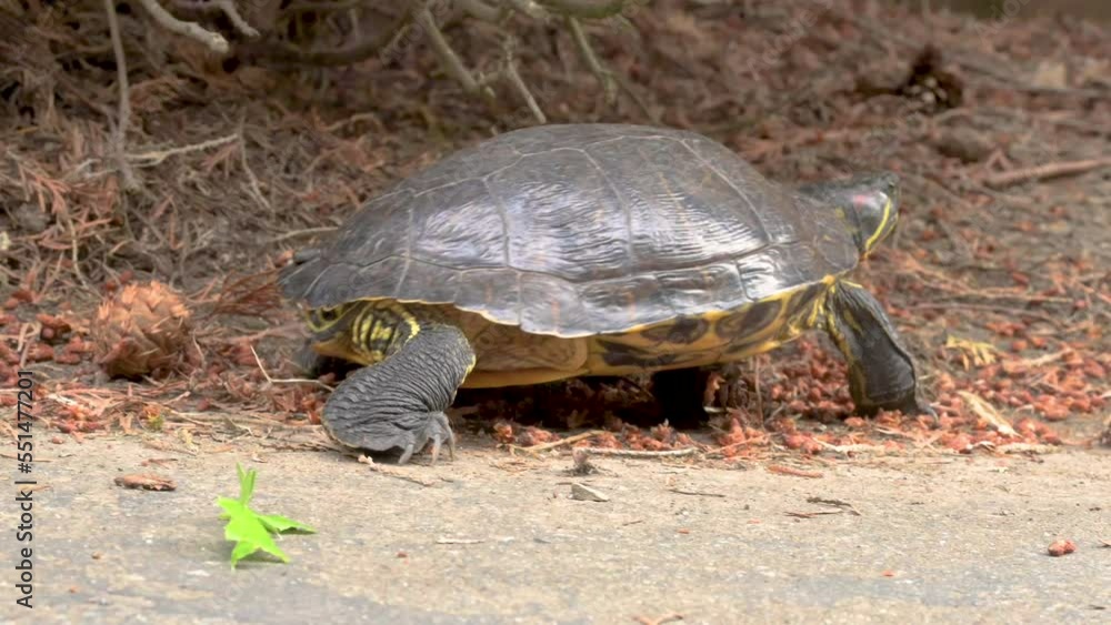 Painted turtle slowly makes its way along walking path through cedar tree cones. Painted turtle slowly makes its way along walking path through cedar tree cones.