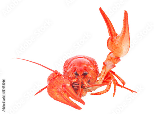 Crayfish on white isolated