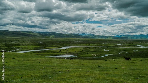 Yaks graze in the Himalayan mountains of Tibet