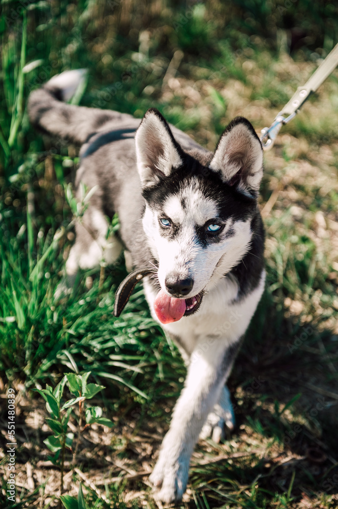 Cute siberian husky puppy dog play outdoors at sunny summer weather