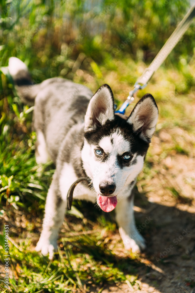 Cute siberian husky puppy dog play outdoors at sunny summer weather