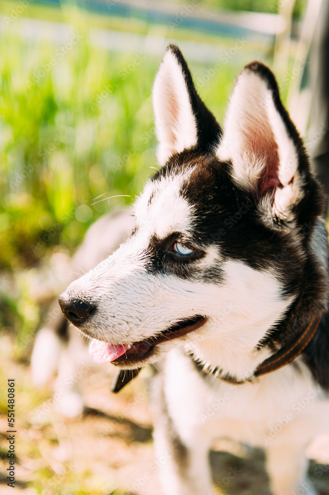 Cute siberian husky puppy dog play outdoors at sunny summer weather Cute siberian husky puppy dog play outdoors at sunny summer weather