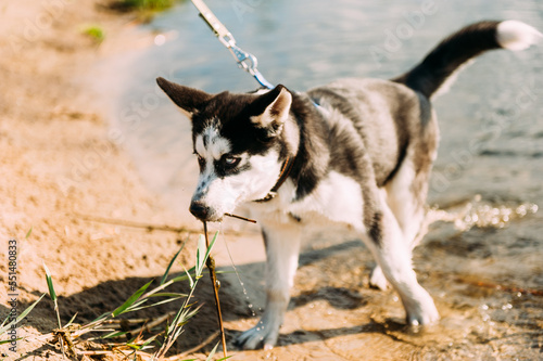 Cute siberian husky puppy dog play with water outdoors on the beach near lake at sunny summer weather