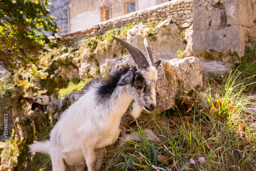 Spain, Castile and Leon, Posada de Valdeon, Portrait of mountain goat (Capra pyrenaica) standing outdoors