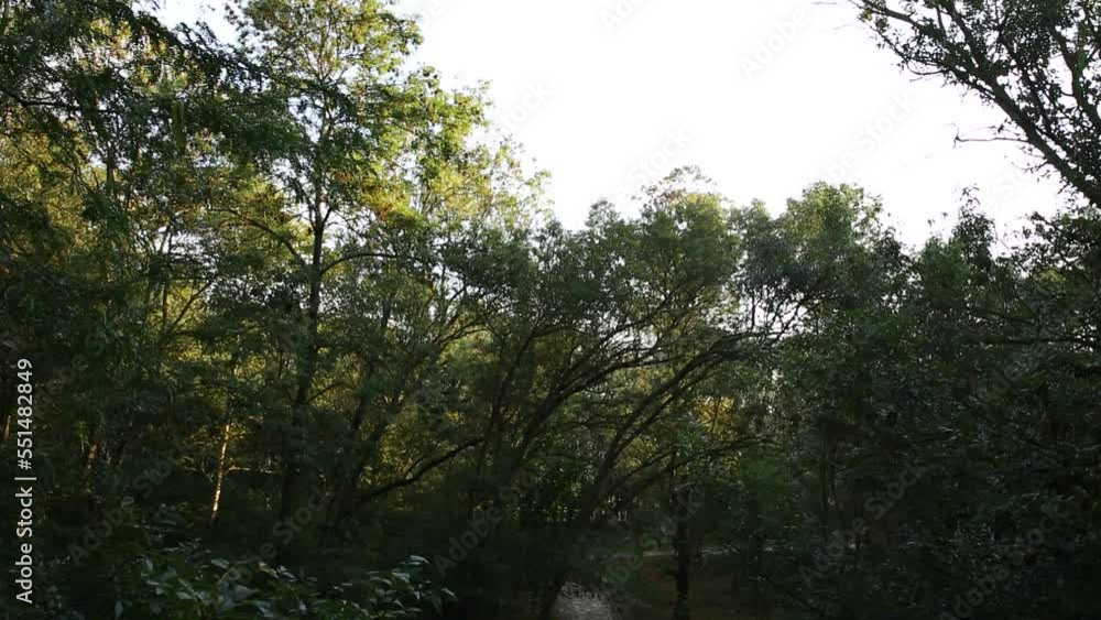 Plants And Forest. Plants And Forest.