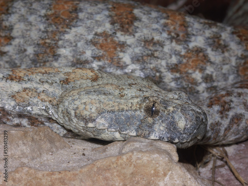 Closeupo on the north African venomous blunt-nosed , Lebetine or Levant viper, Macrovipera lebetina curled up