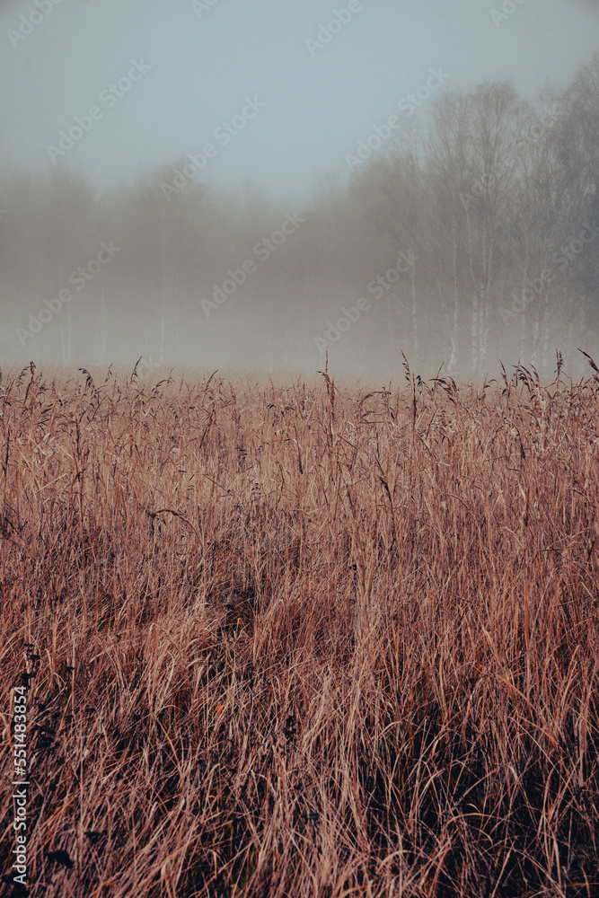 Obraz premium mist over the field