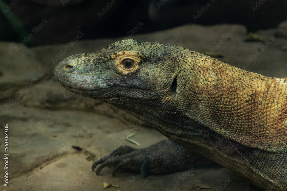 Close-up portrait of a komodo dragon