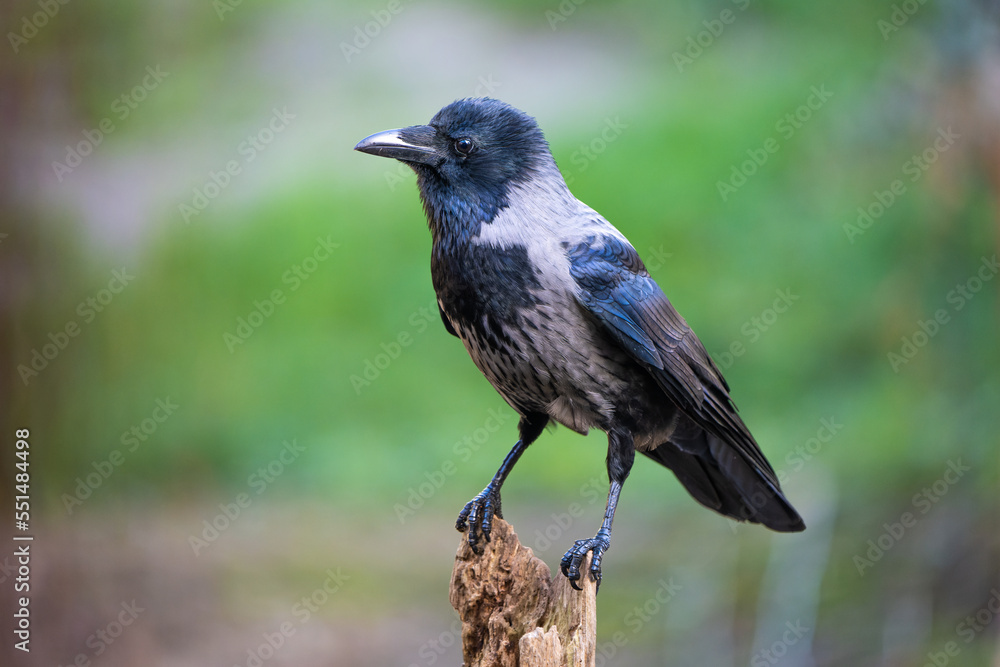 Close-up portrait of a hooded crow perching on a log Close-up portrait of a hooded crow perching on a log