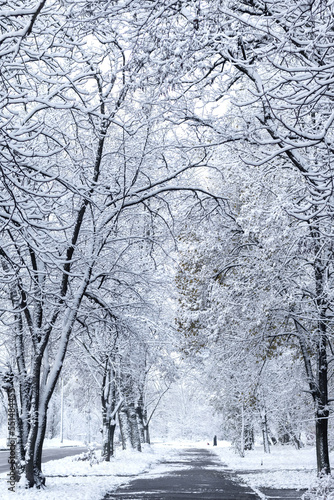 Snowy pavement goes into the distance in a winter city on a frosty day. Walking path in the city with trees covered with white snow.