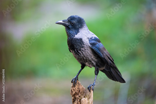 Close-up portrait of a hooded crow perching on a log