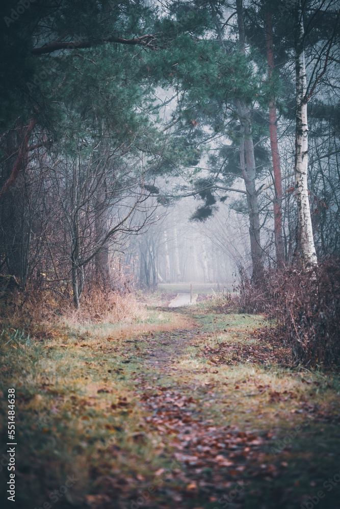 autumn forest trail in the fog