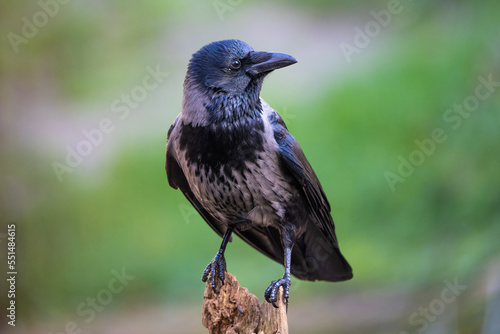 Close-up portrait of a hooded crow perching on a log