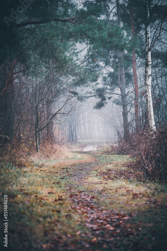autumn forest trail in the fog