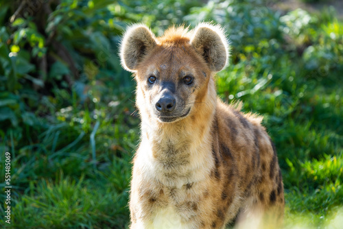 Close-up of a spotted hyena