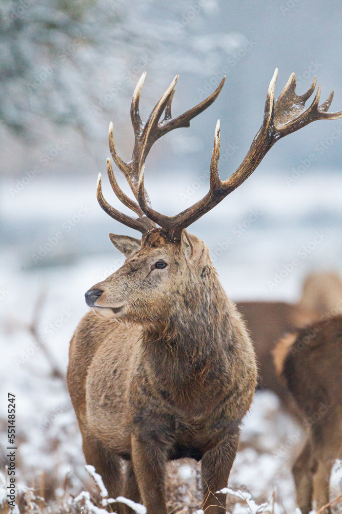 Fototapeta premium Herd of Red Deer in the snow of Bushy Park, London