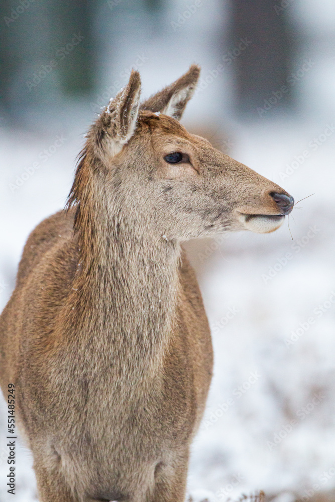 Herd of Red Deer in the snow of Bushy Park, London