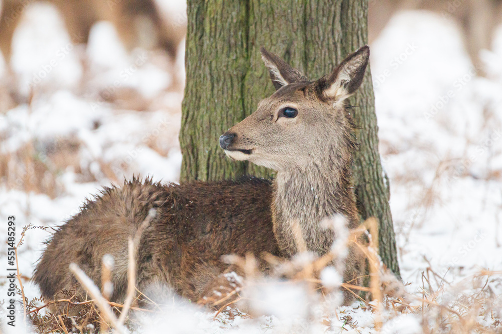 Herd of Red Deer in the snow of Bushy Park, London Herd of Red Deer in the snow of Bushy Park, London