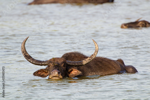 Asiatic water buffalo resting in the cool water in Yala, Sri Lanka © wayne