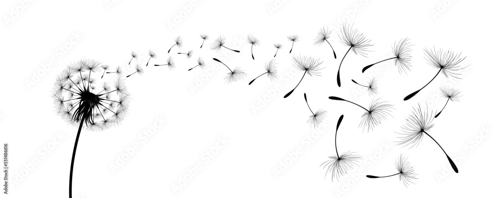 Vector illustration dandelion time. Black Dandelion seeds blowing in the wind. The wind inflates a dandelion isolated on white background