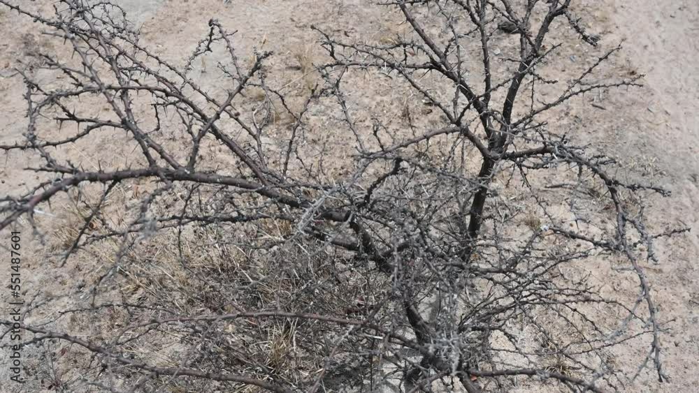 thorny African bush in fall and winter. Hazard for anyone or animal walking nearby thorny African bush in fall and winter. Hazard for anyone or animal walking nearby
